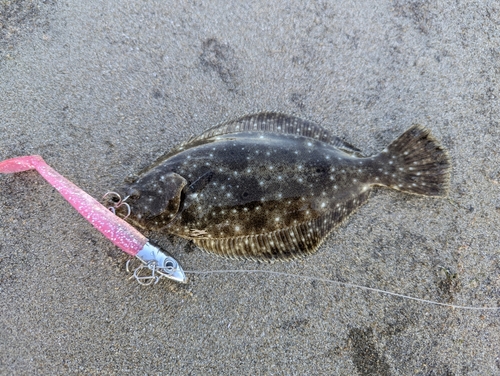 ソゲの釣果