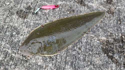 ウシノシタの釣果