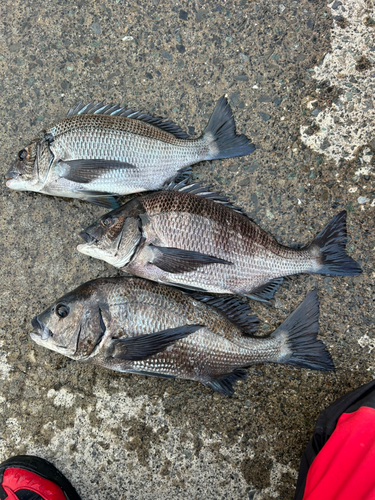 チヌの釣果