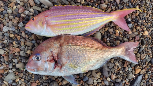 マダイの釣果