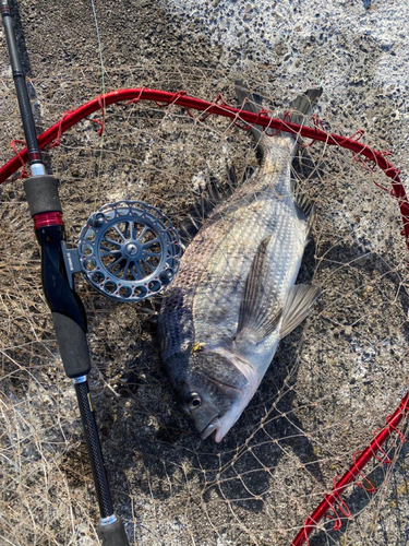 チヌの釣果