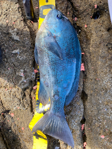 クチブトグレの釣果