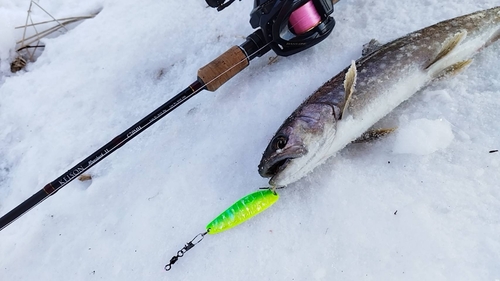 アメマスの釣果