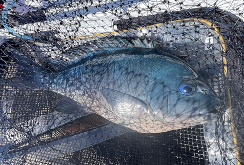 メジナの釣果