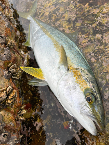 ヒラスの釣果