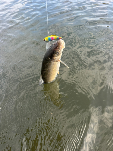 ニゴイの釣果