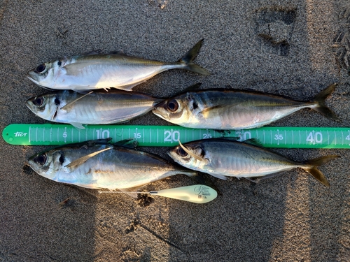 マアジの釣果