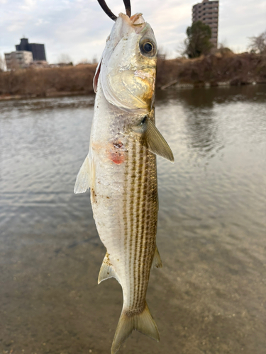 ボラの釣果