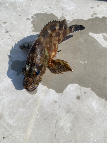 カサゴの釣果