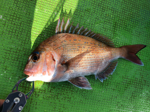 タイの釣果