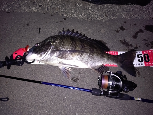 クロダイの釣果