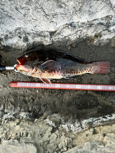 ブダイの釣果