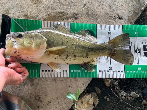 ブラックバスの釣果