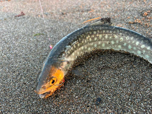 アメマスの釣果