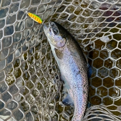 ニジマスの釣果