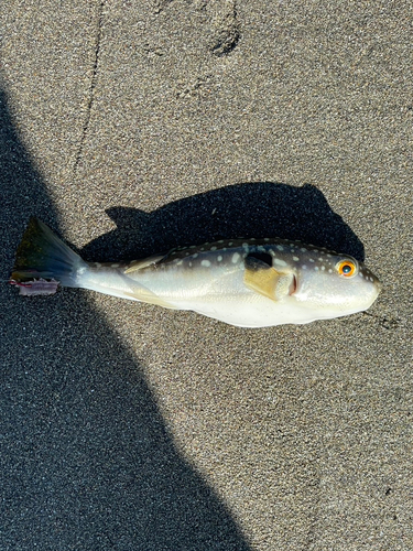 クサフグの釣果