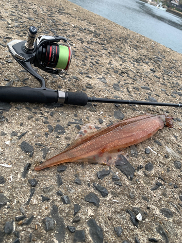 ヤリイカの釣果