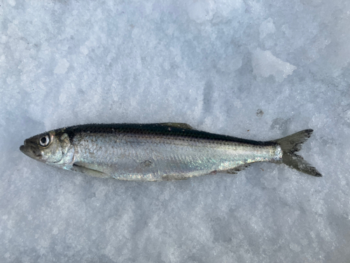 ニシンの釣果