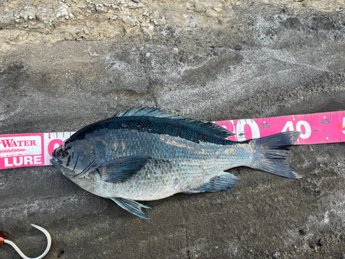 メジナの釣果