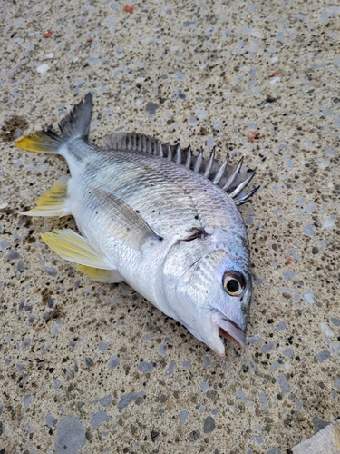 キチヌの釣果