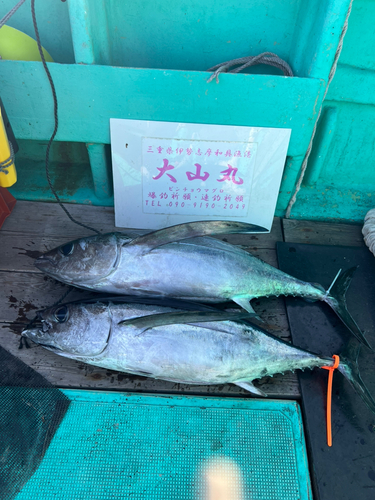 ビンチョウマグロの釣果