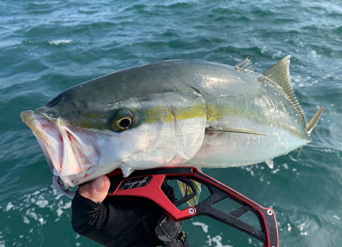 ブリの釣果