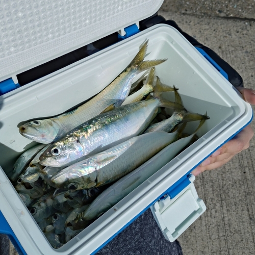 カタボシイワシの釣果