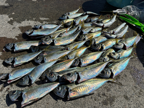 アジの釣果