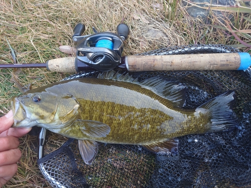 スモールマウスバスの釣果