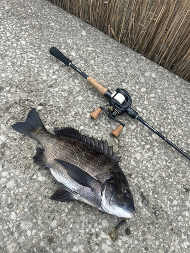 クロダイの釣果