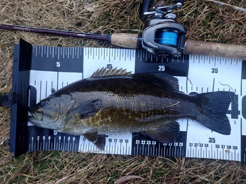 スモールマウスバスの釣果