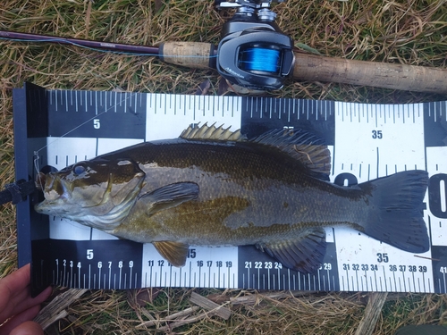 スモールマウスバスの釣果