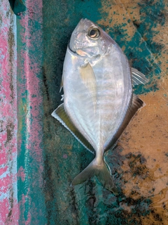 カイワリの釣果