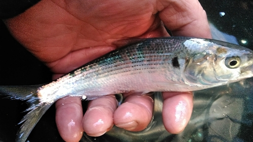 コハダの釣果