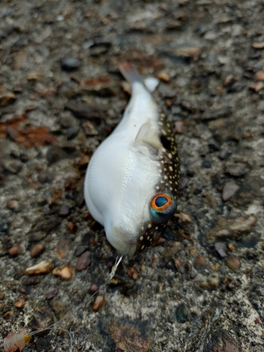 フグの釣果