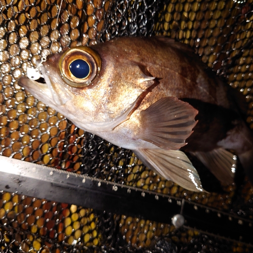 メバルの釣果