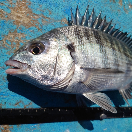 チヌの釣果