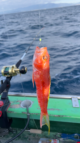 ヒメコダイの釣果