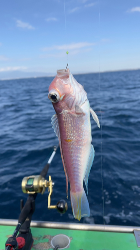 アカアマダイの釣果