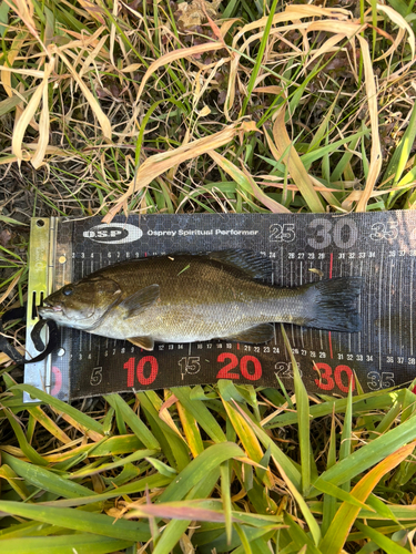 スモールマウスバスの釣果