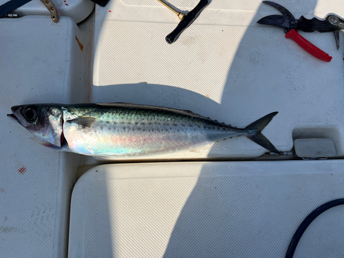 ゴマサバの釣果