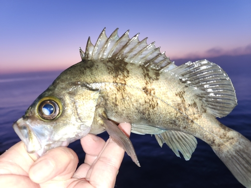 メバルの釣果