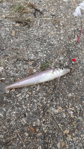 シロギスの釣果