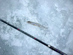 ワカサギの釣果