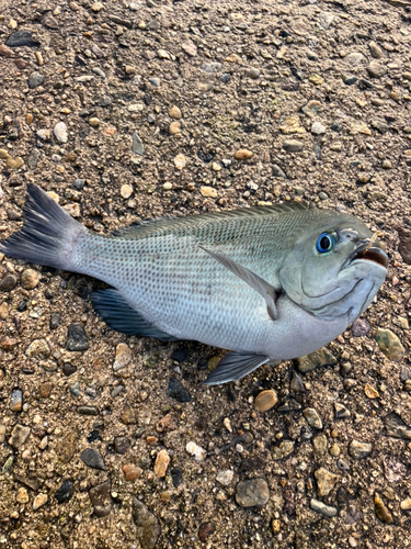 グレの釣果