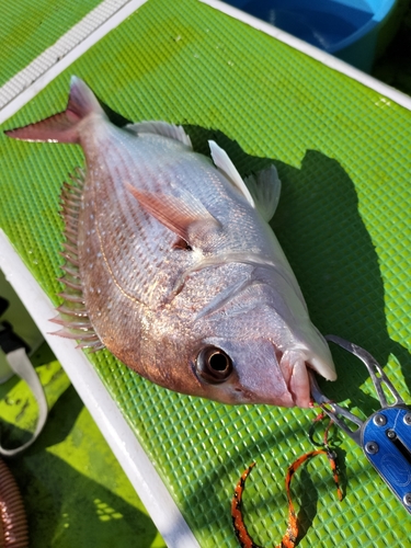 マダイの釣果