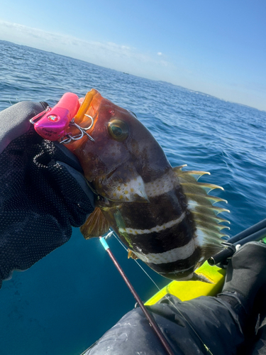 アオハタの釣果