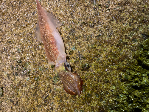 釣果