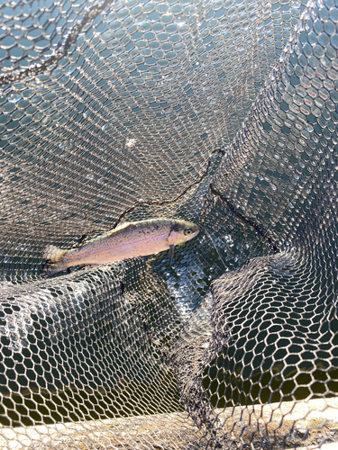 ニジマスの釣果