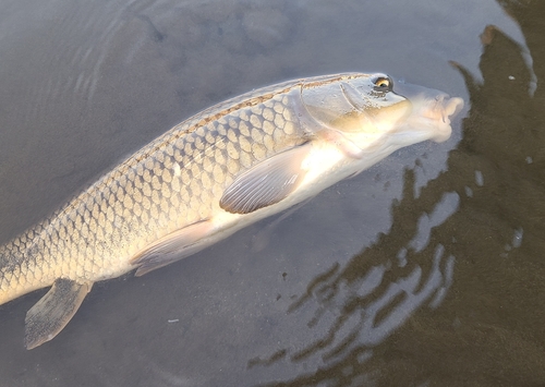 コイの釣果